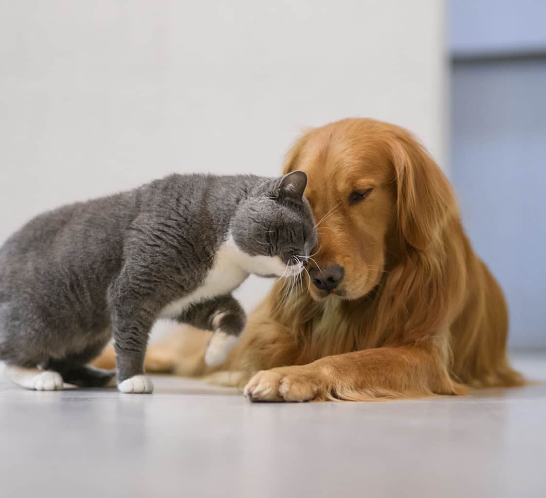 Welcome to Rhodes Ranch Animal Hospital